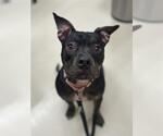 GRETA - Female Mutt Dog for Adoption - Small photo