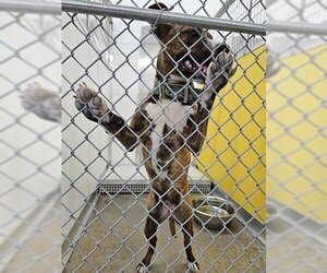 Boxer-Unknown Mix Dogs for adoption in Temple, TX, USA