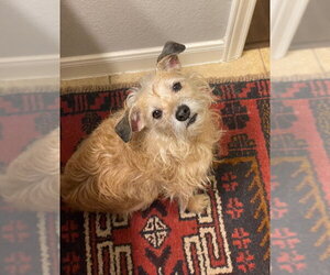 Mutt Dogs for adoption in PIPE CREEK, TX, USA