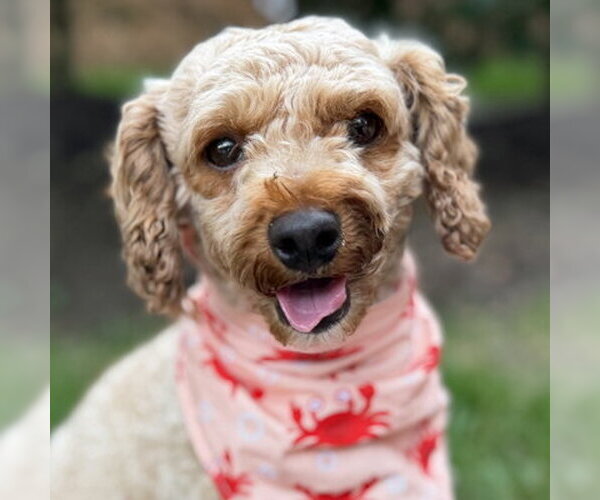 Medium Photo #1 Mutt Puppy For Sale in Arlington, VA, USA