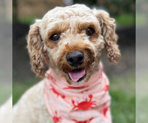 Mutt Dogs for adoption in Arlington, VA, USA