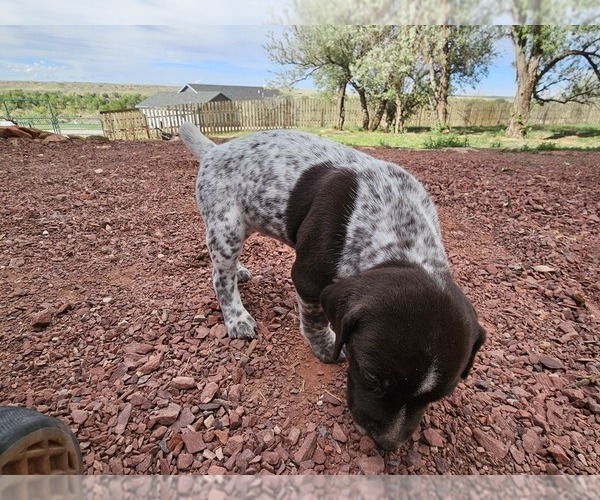 Medium Photo #41 German Shorthaired Pointer Puppy For Sale in EVANSVILLE, WY, USA