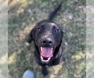 Labrador Retriever Dogs for adoption in Texas City, TX, USA
