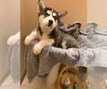 Small Photo #10 Siberian Husky Puppy For Sale in TRIMBLE, MO, USA