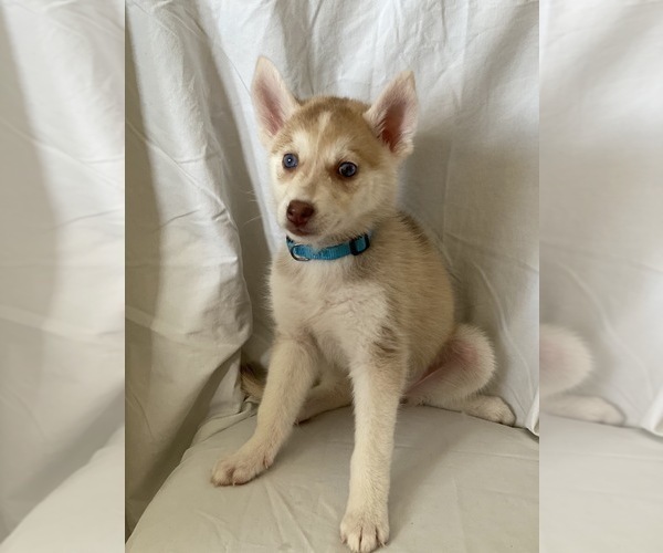 Medium Photo #6 Siberian Husky Puppy For Sale in ORANGE, CA, USA
