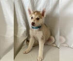 Small Photo #6 Siberian Husky Puppy For Sale in ORANGE, CA, USA
