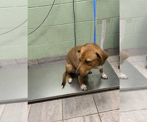 American Staffordshire Terrier-Unknown Mix Dogs for adoption in Grand Prairie, TX, USA