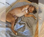 Small #1 Boxer