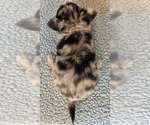 Small #4 Chihuahua