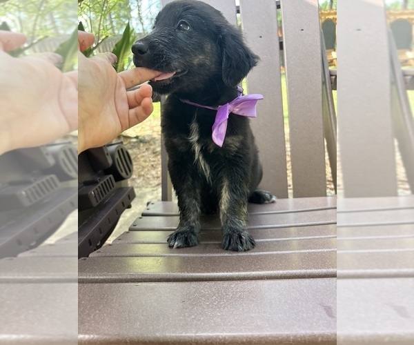 Medium Photo #39 Gollie Puppy For Sale in SANTA ROSA BEACH, FL, USA