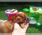 Small Photo #19 Australian Shepherd-Cavalier King Charles Spaniel Mix Puppy For Sale in HOWLAND, OH, USA