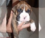Small Photo #6 Boxer Puppy For Sale in TOMBALL, TX, USA