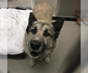Siberian Husky-Unknown Mix Dogs for adoption in Las Vegas, NV, USA