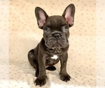 Small Photo #5 French Bulldog Puppy For Sale in SARASOTA, FL, USA