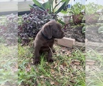 Small #2 Labrador Retriever