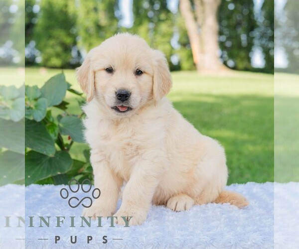 Medium Photo #5 Golden Retriever Puppy For Sale in NEWPORT, PA, USA