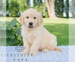 Small #4 Golden Retriever
