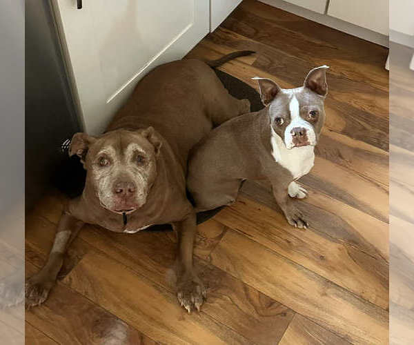 Medium Photo #6 American Pit Bull Terrier-Unknown Mix Puppy For Sale in Catasauqua, PA, USA