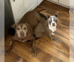 Small #5 American Pit Bull Terrier Mix