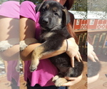 Small Photo #8 German Shepherd Dog Puppy For Sale in LAWRENCEBURG, TN, USA