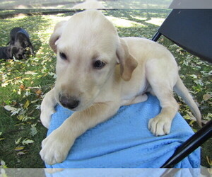 Labrador Retriever Puppy for sale in EVANSVILLE, IN, USA