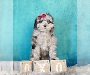 Poodle (Toy)-Shorkie Tzu Mix Dog for Adoption in WARSAW, Indiana USA
