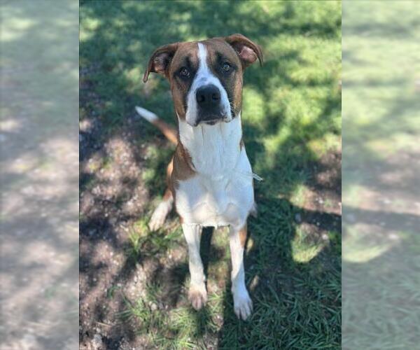 Medium Photo #2 Boxer-Unknown Mix Puppy For Sale in Conroe, TX, USA