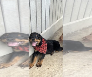 Rottweiler Puppy for sale in DALLAS, TX, USA