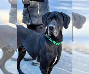 Great Dane Dogs for adoption in Cranford, NJ, USA