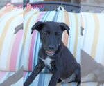 Piglet 5AcreWood - Male Collie-Labrador Retriever Mix Dog for Adoption - Small photo