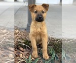 Small #4 German Shepherd Dog Mix