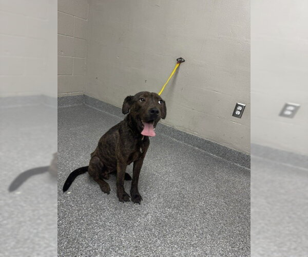 Medium Photo #1 Labrador Retriever-Unknown Mix Puppy For Sale in Pasadena, TX, USA