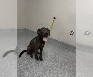 Labrador Retriever-Unknown Mix Dogs for adoption in Pasadena, TX, USA
