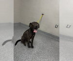 A187981 - Female Labrador Retriever-Unknown Mix Dog for Adoption - Small photo