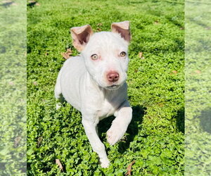 Australian Shepherd-Unknown Mix Dogs for adoption in Claremore, OK, USA