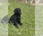 Puppy Puppy 3 Double Doodle