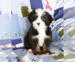 Small Photo #1 Bernedoodle Puppy For Sale in MILWAUKEE, WI, USA
