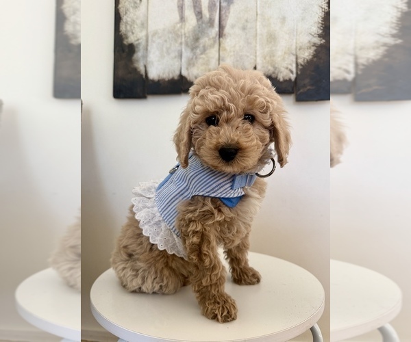 Medium Photo #1 Goldendoodle (Miniature) Puppy For Sale in GLENDALE, AZ, USA