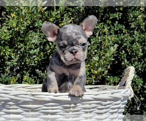 French Bulldog Puppy for sale in CLINTON, NJ, USA