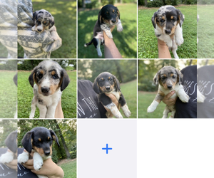 Dorgi Puppy for Sale in NARVON, Pennsylvania USA