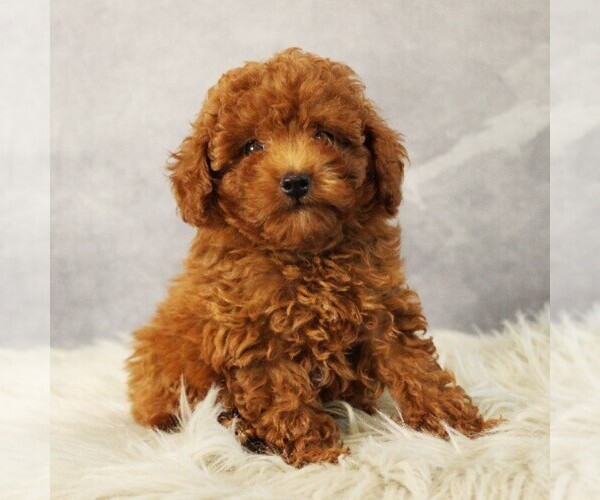 Medium Photo #1 Poodle (Toy) Puppy For Sale in COATESVILLE, PA, USA