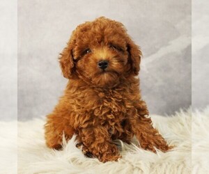 Poodle (Toy) Puppy for sale in COATESVILLE, PA, USA