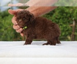 Small #16 ShihPoo