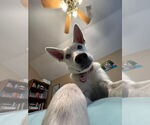 Small #6 Siberian Husky Mix