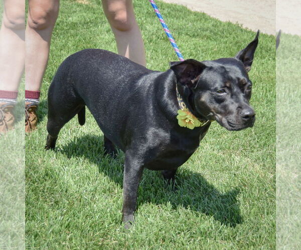Medium Photo #6 American Staffordshire Terrier-Bulldog Mix Puppy For Sale in Huntley, IL, USA