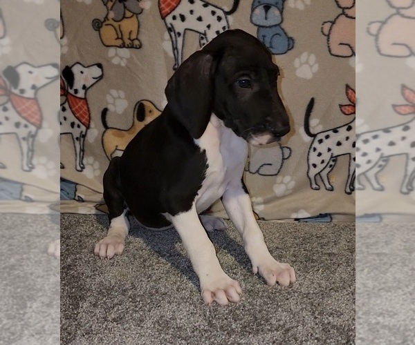 Medium Photo #6 Great Dane Puppy For Sale in DENHAM SPRINGS, LA, USA