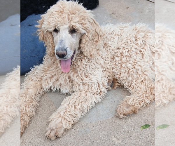 Medium Photo #1 Poodle (Standard) Puppy For Sale in CENTENNIAL, CO, USA