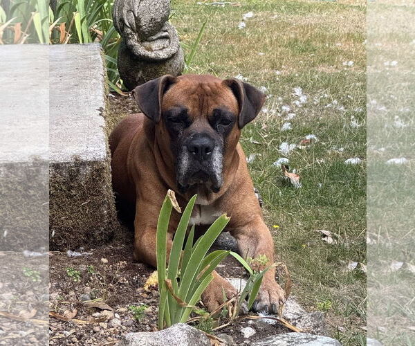 Medium Photo #3 Boxer Puppy For Sale in Stanwood, WA, USA