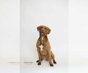 Chesapeake Bay Retriever-Unknown Mix Dogs for adoption in Chestertown, MD, USA