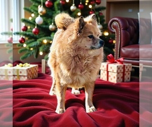 Mother of the Pomeranian puppies born on 11/22/2025